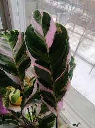 Calathea white fusion 6” pot