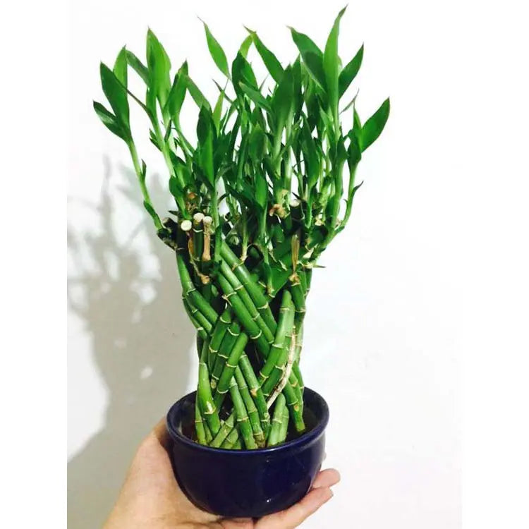 Braided bamboo (3–4feet) pot not included