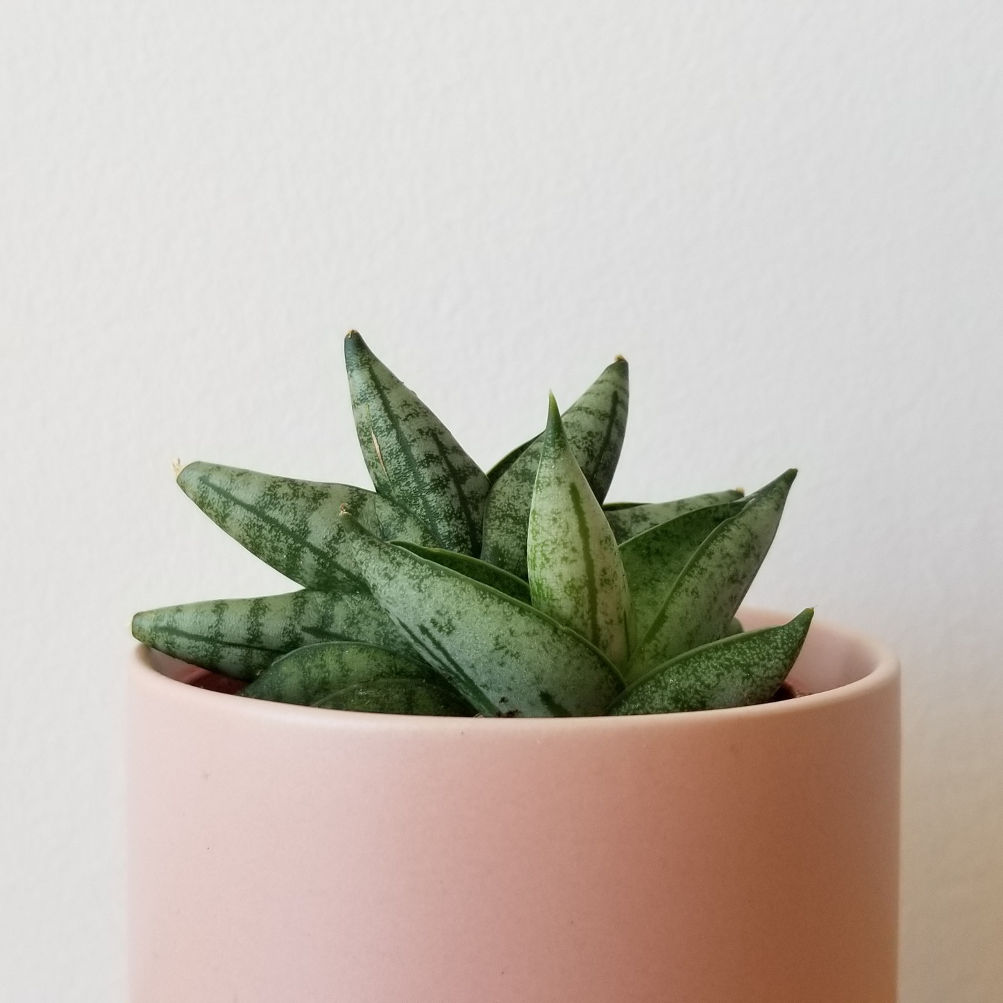 Starfish sensevaria 4”