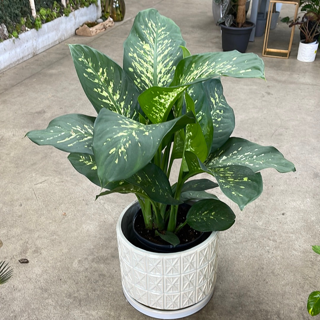 dieffenbachia (growing pot