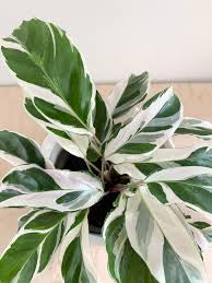 Calathea white fusion 6” pot
