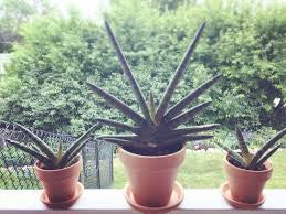 Sanseveria Starfish 10" Grower Pot