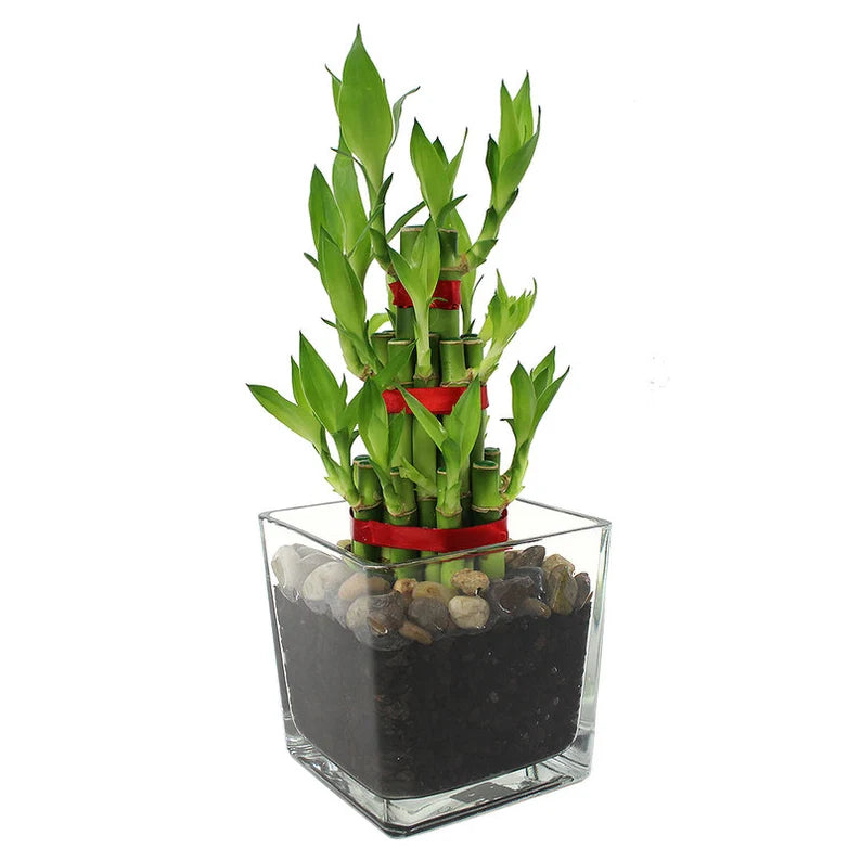 21 stalks lucky bamboo plant Pheng Shui (lucky bamboo 21 stems) – Plant Club