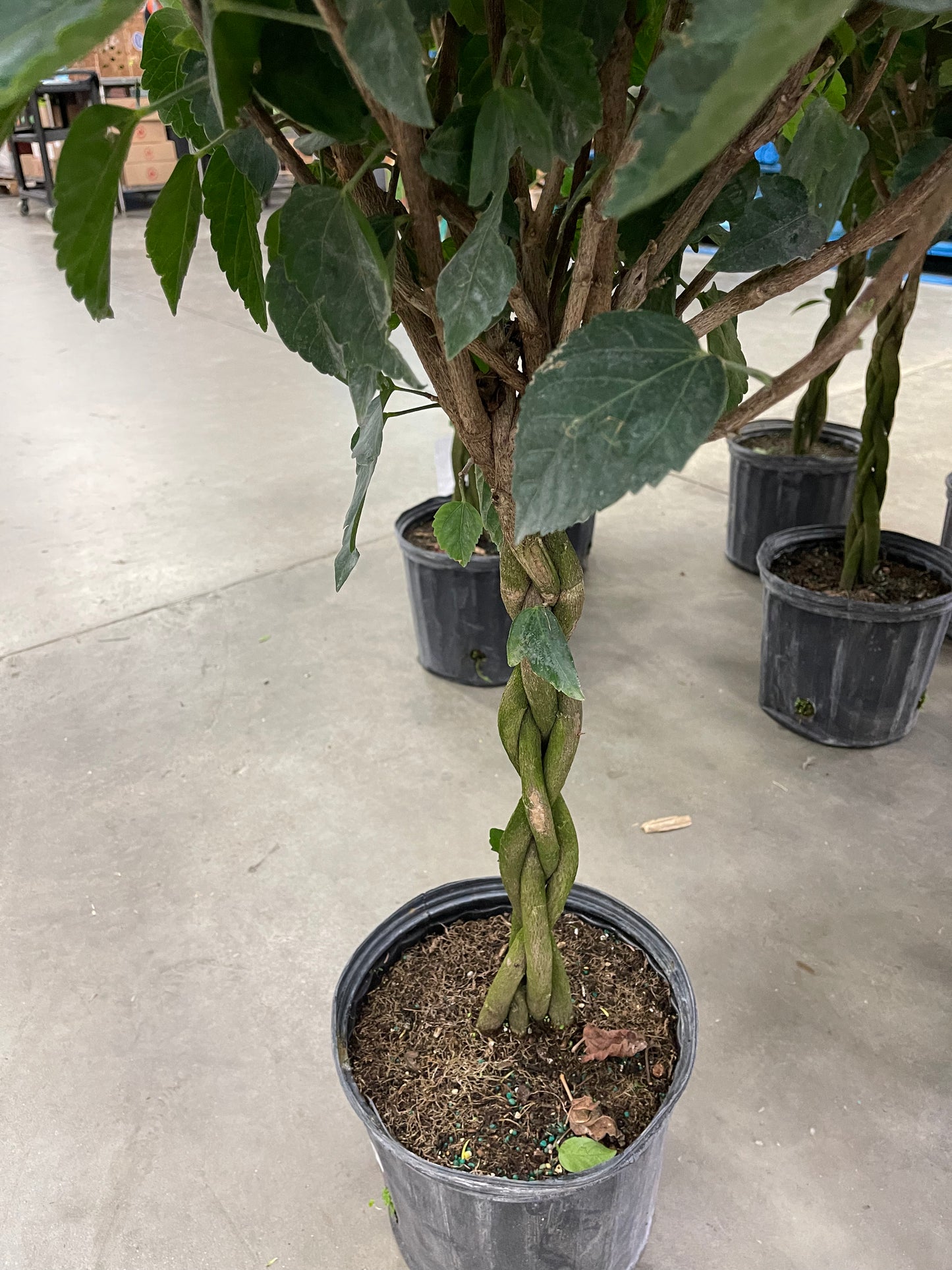 Hibiscus 10”assorted color