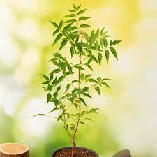 Neem Plant (Azadirachta indica) 6"( Nursary Container)