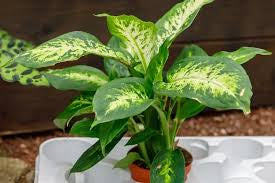 dieffenbachia (growing pot