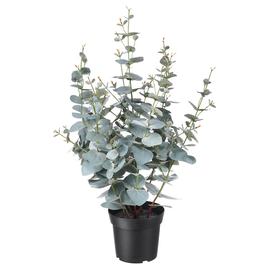 6" Eucalyptus ( pot not included)