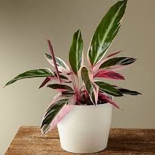 Stromanthe Triostar (pot not included) ceramic pot $9—$50 extra (optional) white/black/grey