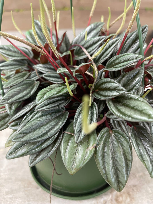 Peperomia Rosso 6â growing pot