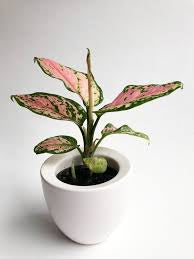 Algaonema  pink (planter not included)