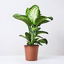dieffenbachia (growing pot