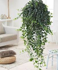 English Ivy