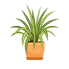 Spider Plant (assorted/Variegated Ocean