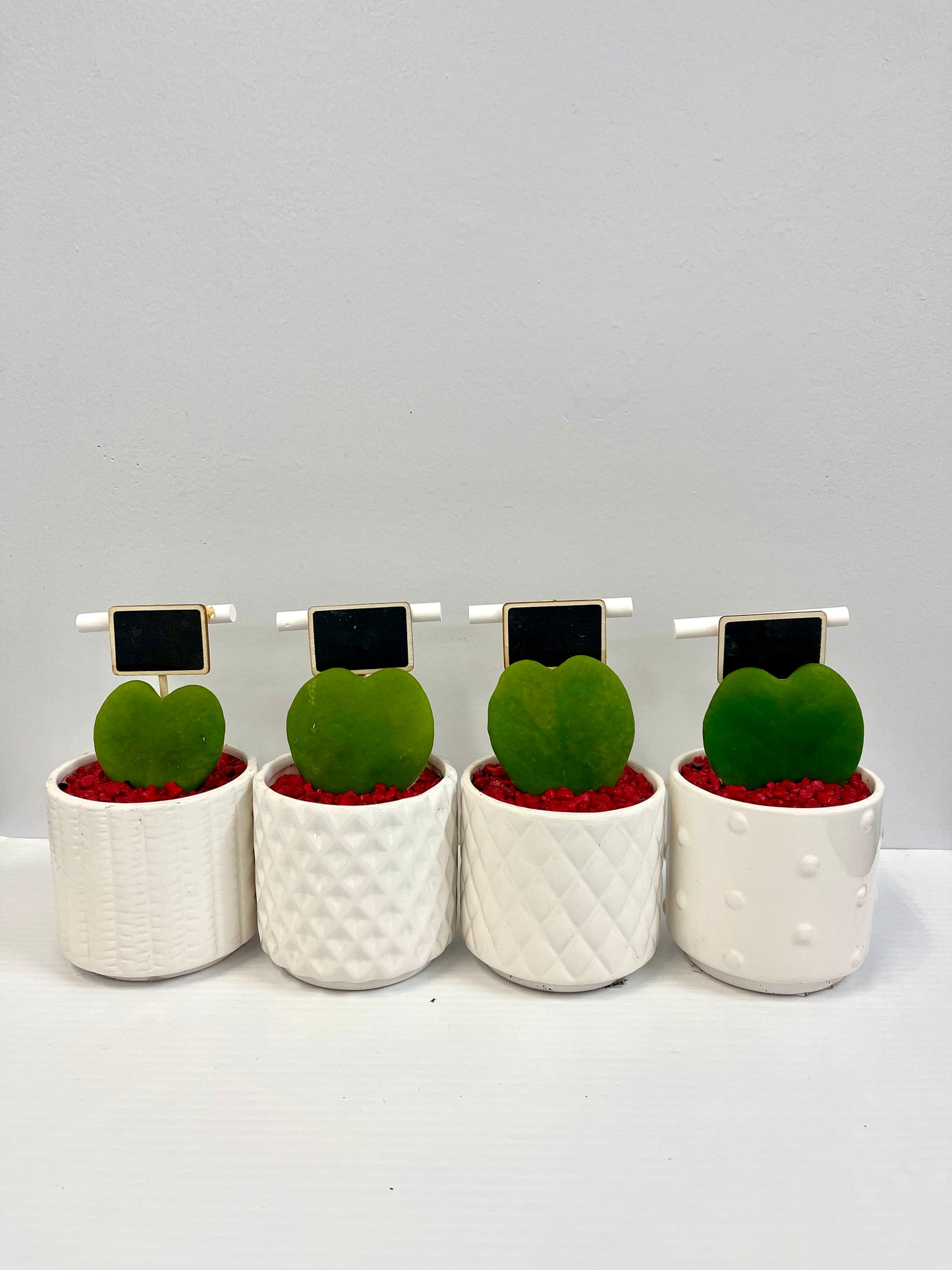 Sweetheart Valentine Hoya-Valentine Edition