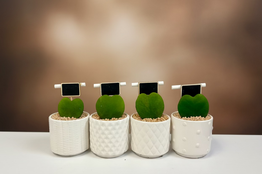 Hoya Heart Plant in White Pot – Sweetheart Hoya (Hoya Kerrii) Indoor Succulent Gift