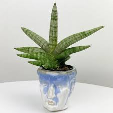 Starfish sensevaria 4”