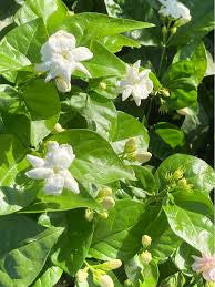 Jasmine sambac large