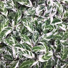 Calathea white fusion 6” pot