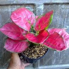 Algaonema pink (planter not included)