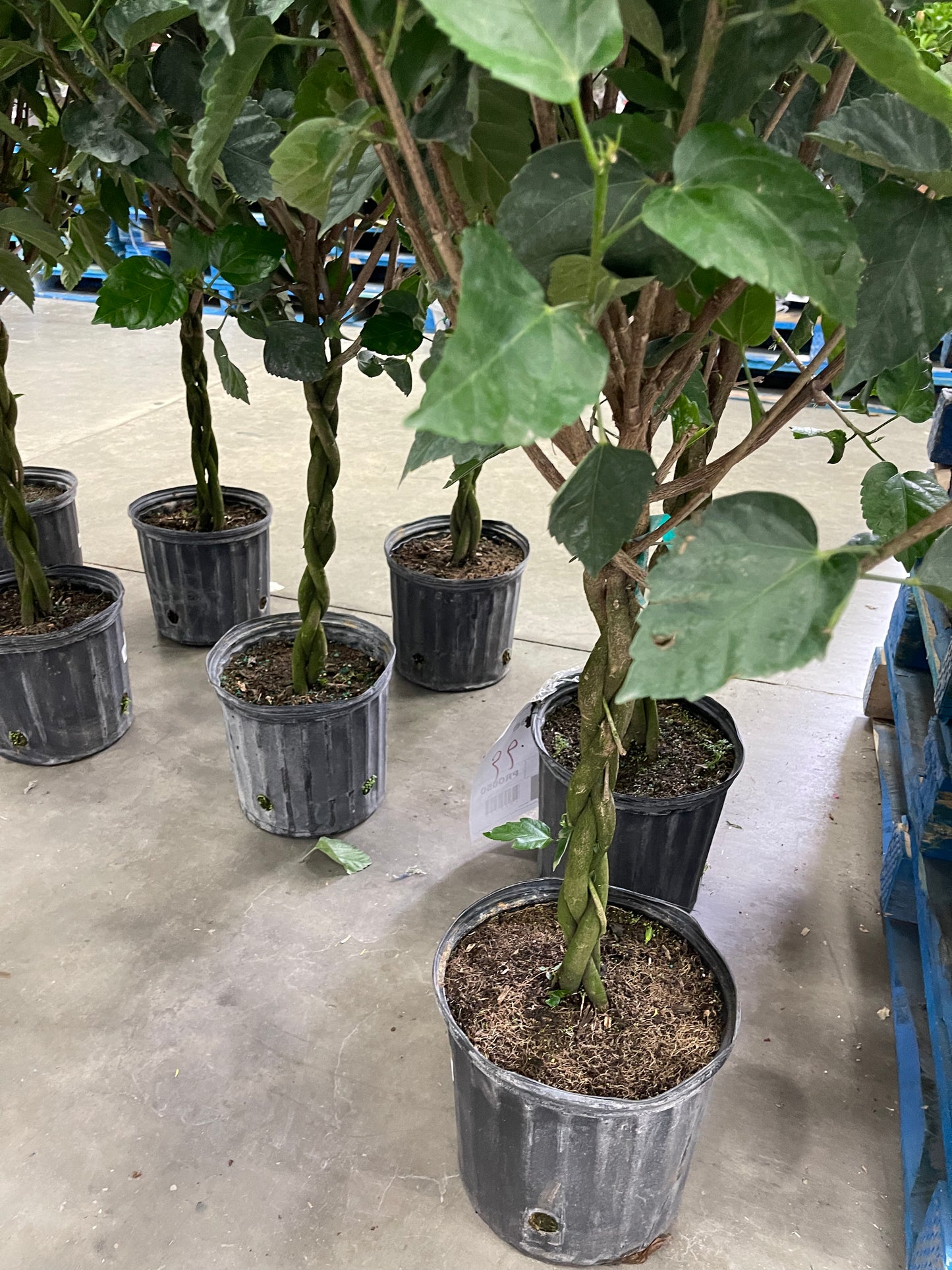 Hibiscus 10”assorted color