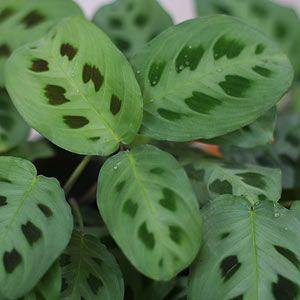 Prayer Plant (Foliage Green leaves) - Geoponics Inc