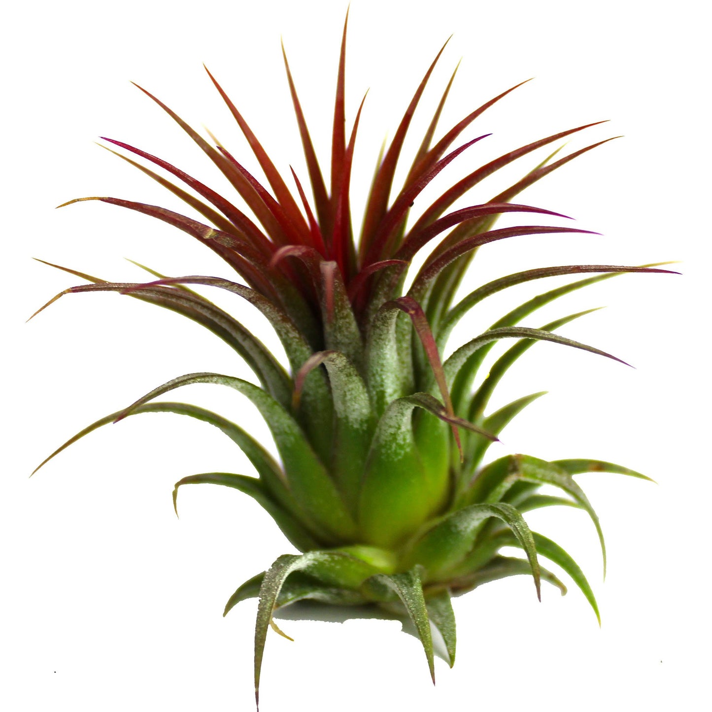 Ionantha