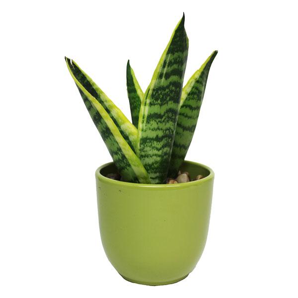 Vibes Sensa - Geoponics Inc