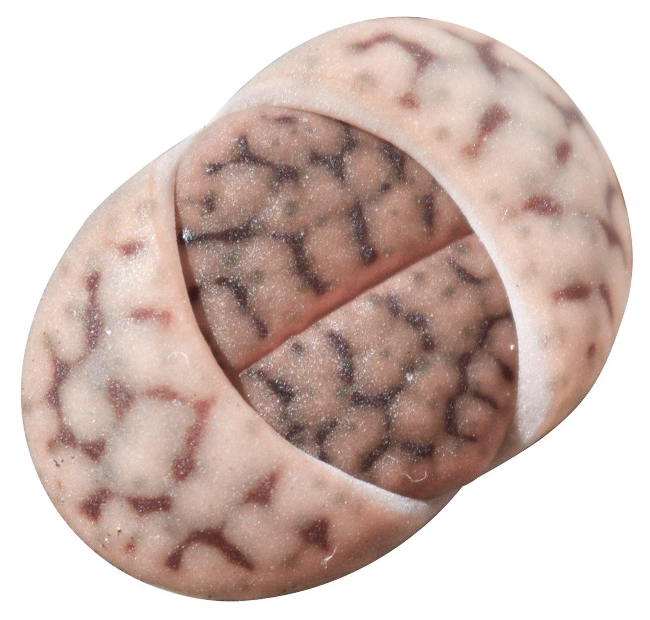 Leo Lithop - Geoponics Inc