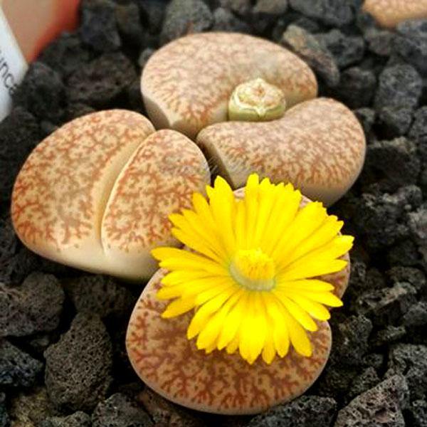 Leo Lithop - Geoponics Inc