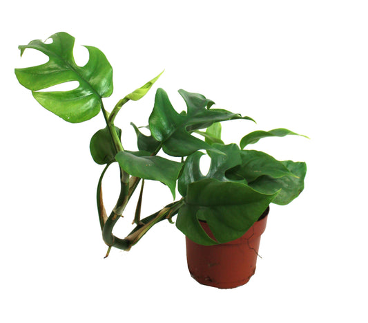 Dwarf monstera (Raphidophora Tetrasperma) - Geoponics Inc