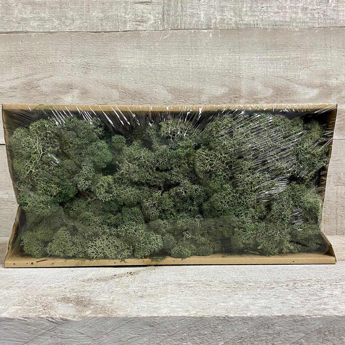 Moss (Multi-colour) - Geoponics Inc