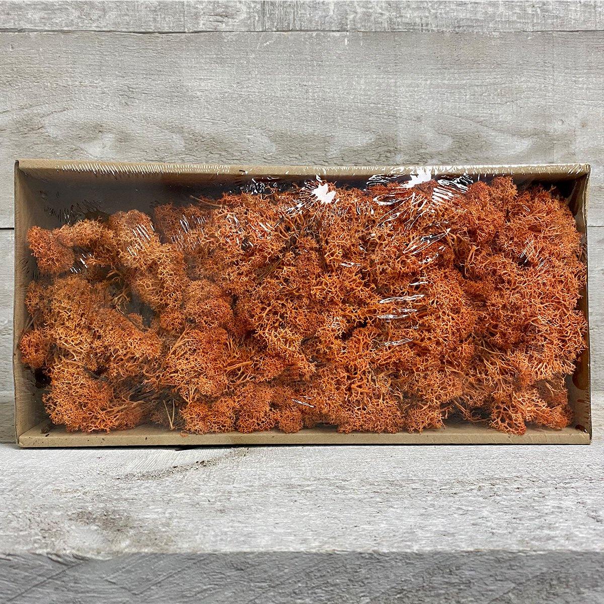 Moss (Multi-colour) - Geoponics Inc