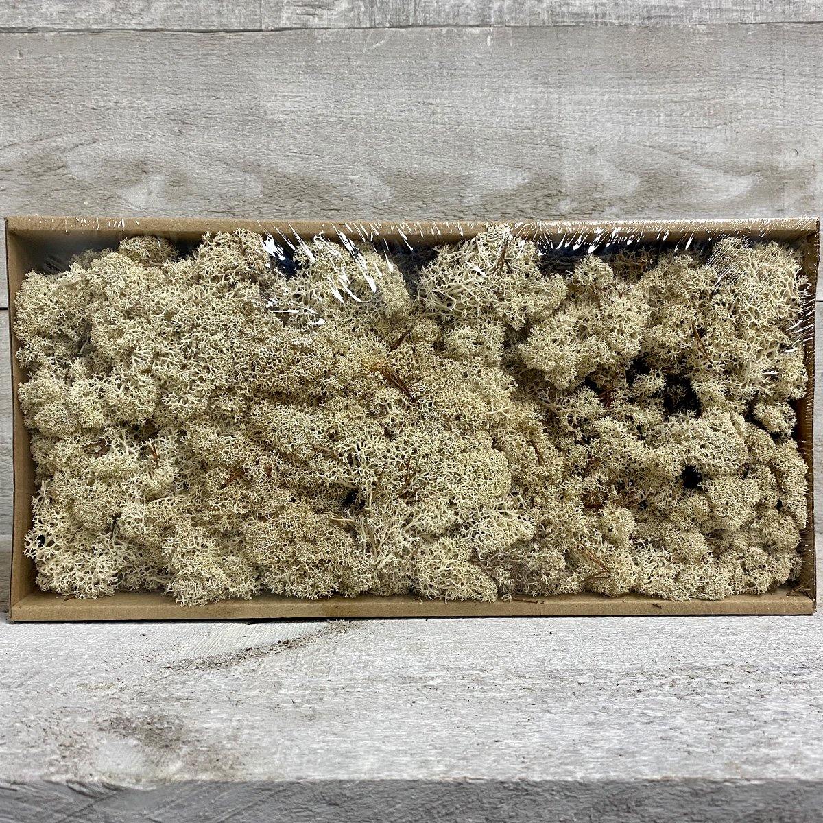 Moss (Multi-colour) - Geoponics Inc