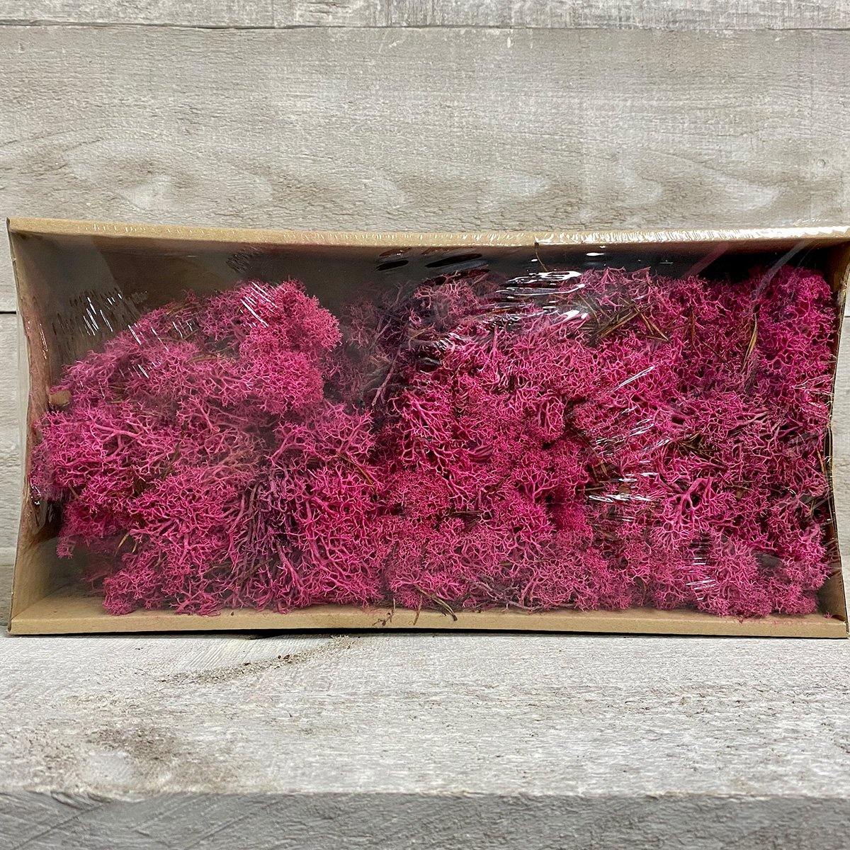 Moss (Multi-colour) - Geoponics Inc