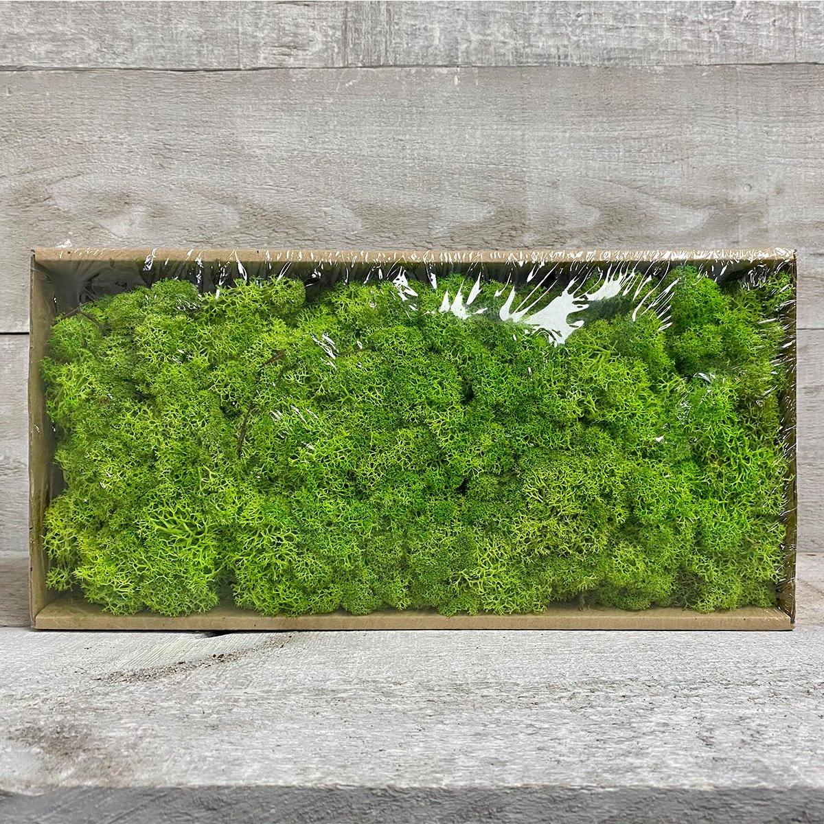 Moss (Multi-colour) - Geoponics Inc