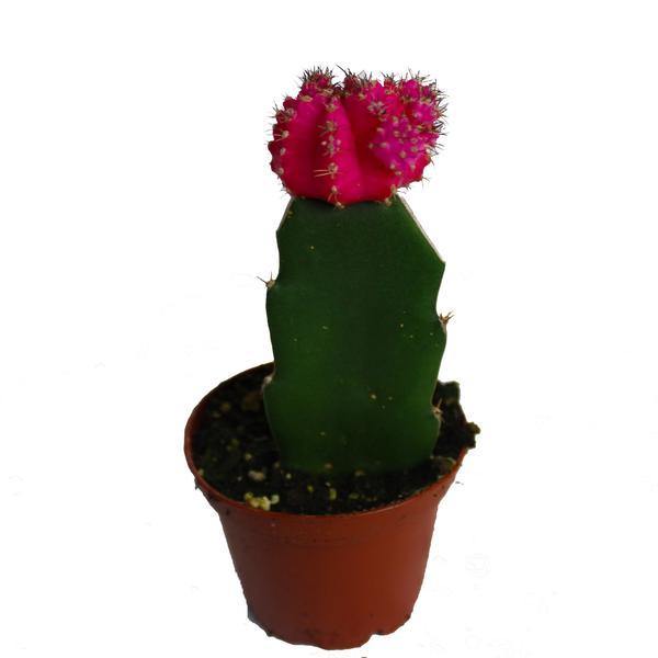 Moon Cacti - Geoponics Inc