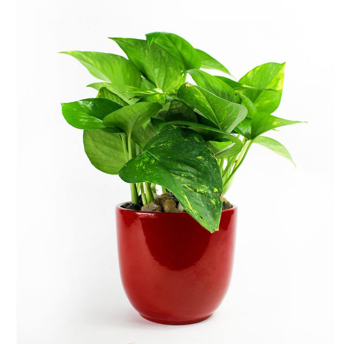pothos in ceramic pot Ceramic Pothos red planter – Plant Club