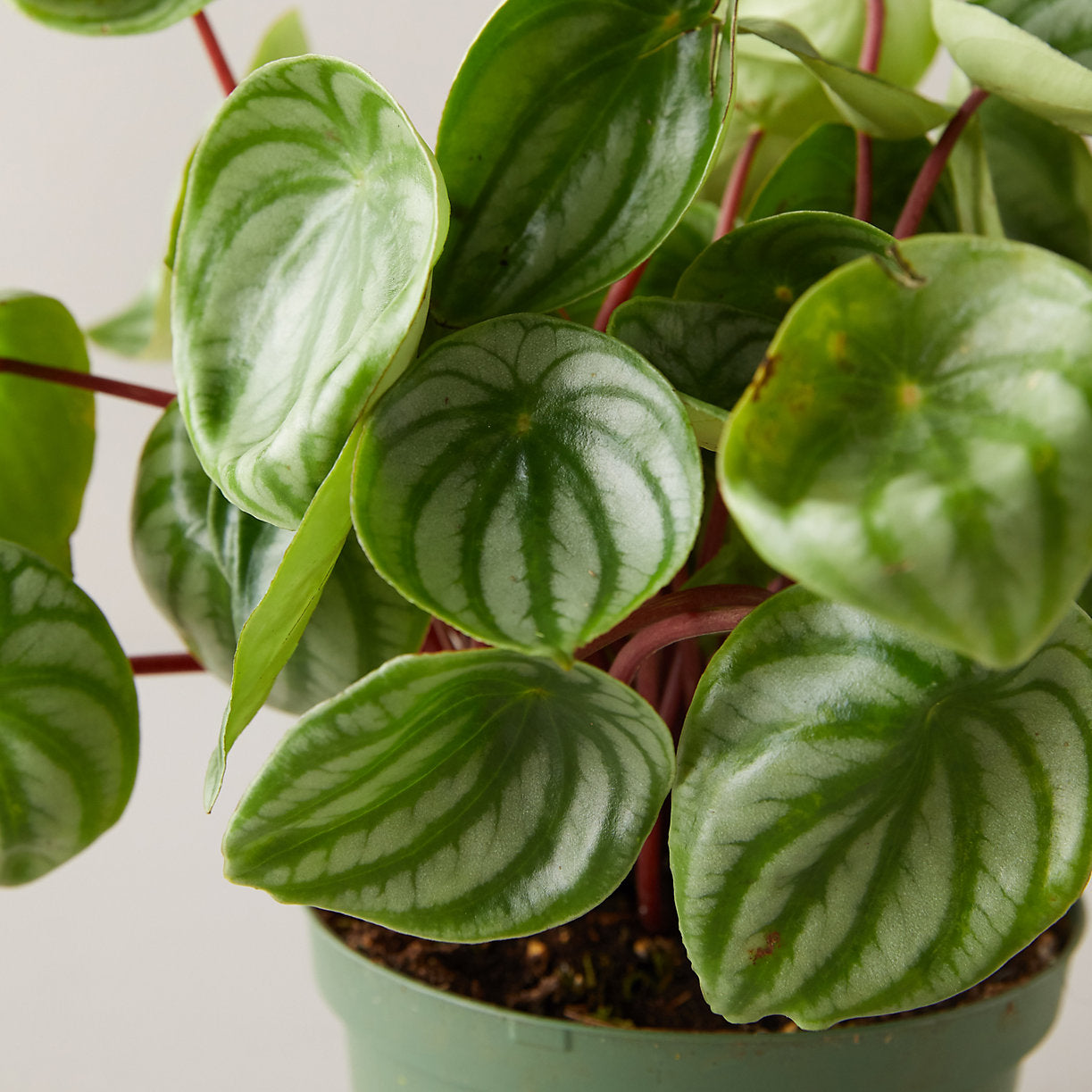 Watermelon Peperomia - Geoponics Inc