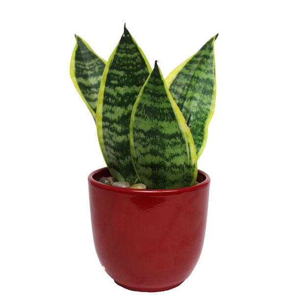 Vibes Sensa - Geoponics Inc