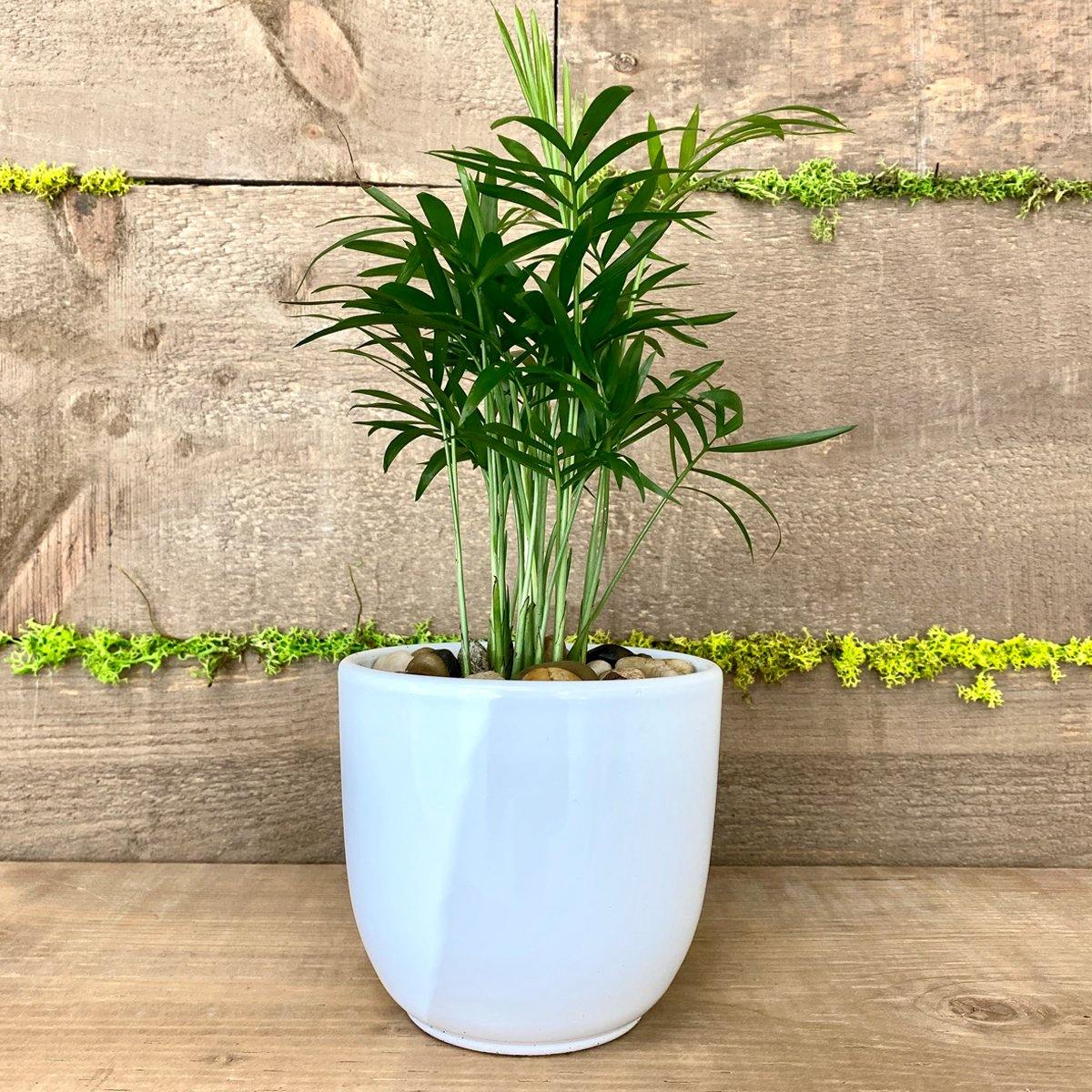 Palm Springs - Geoponics Inc