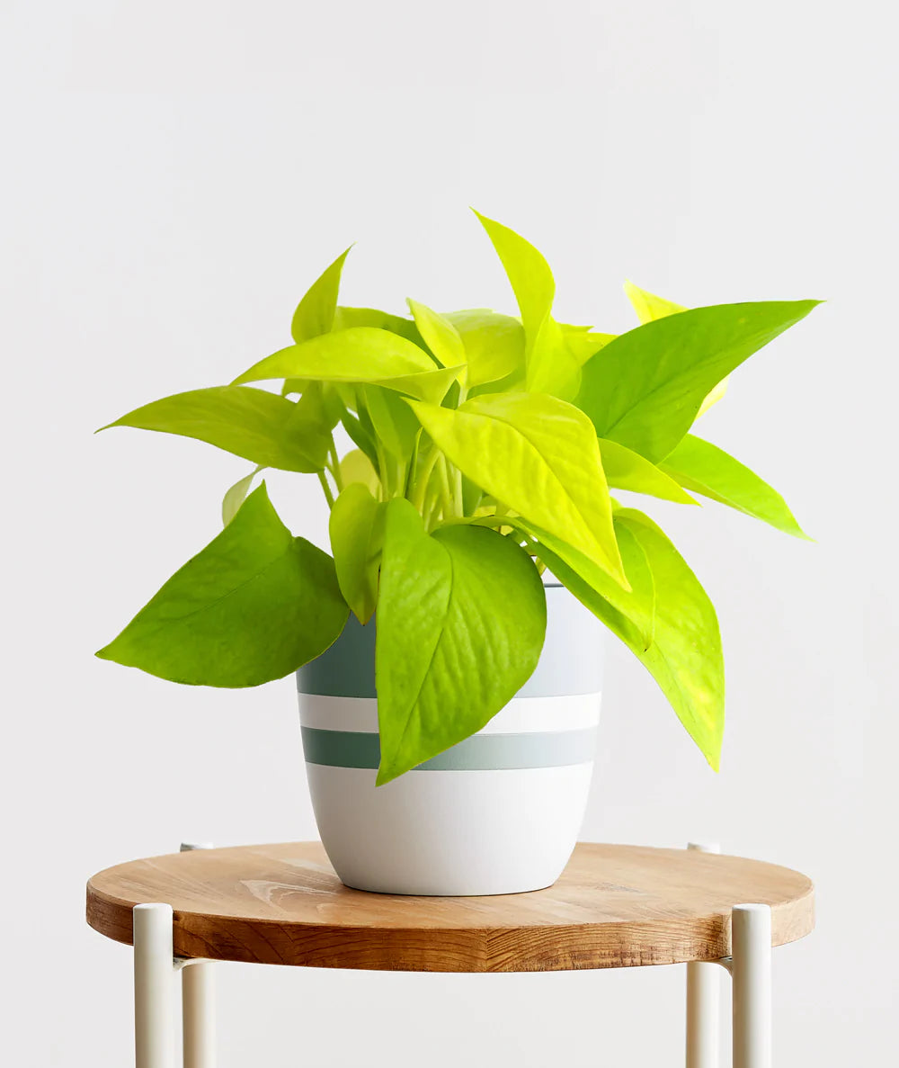 Neon Pothos (pot not included)