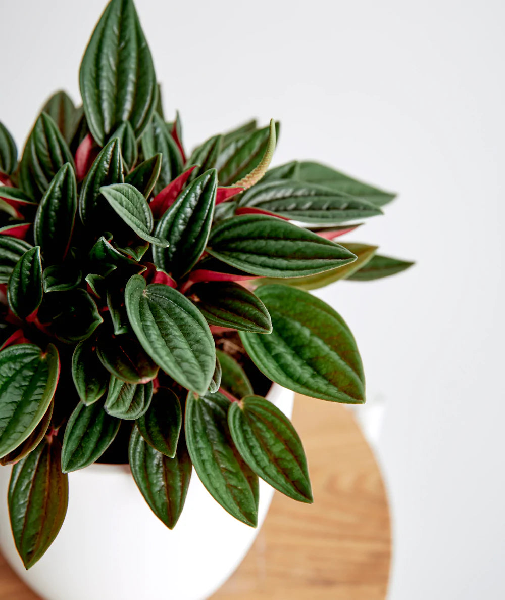 Peperomia Rosso in growing pot