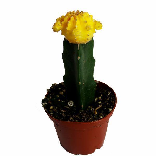 Moon Cacti - Geoponics Inc