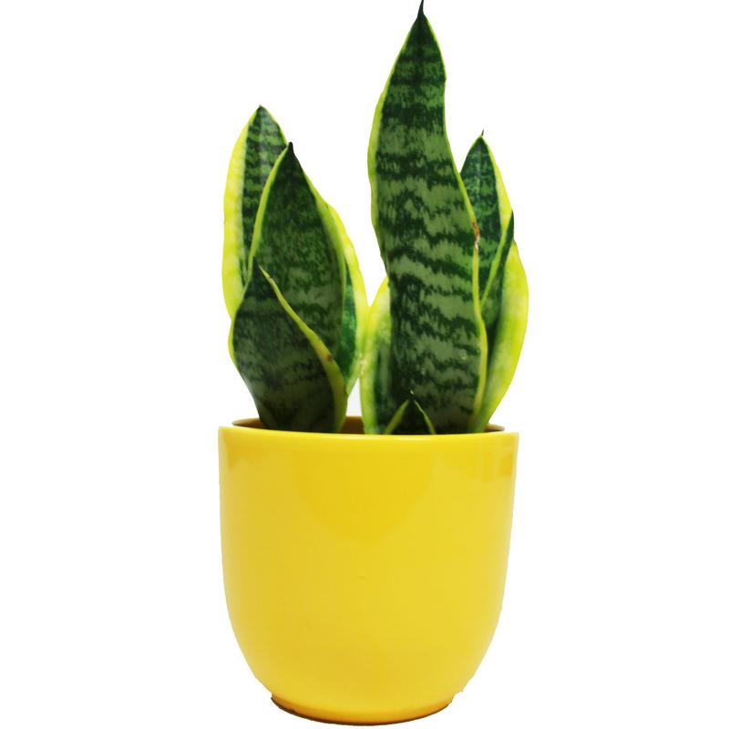 Vibes Sensa - Geoponics Inc