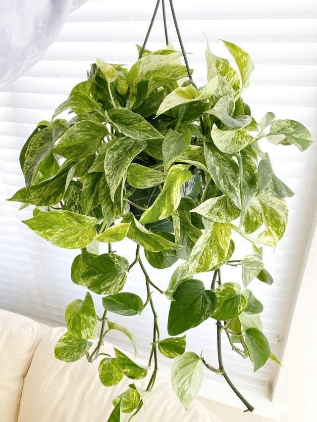 Marble Queen (3.5" /4" /6" Grower Pot) - Geoponics Inc