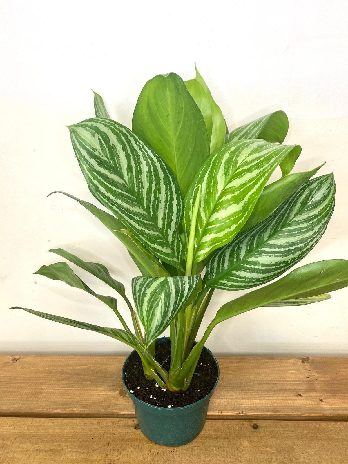 aglaonema assorted Aglaonema Assorted 6”Grower Pot – Plant Club