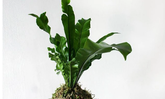 Kokedama - Plant Club | Geoponics