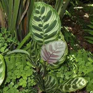 Peacock Plant (Calathea makoyana) - Plant Club | Geoponics