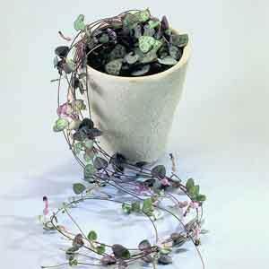 String of Hearts (Ceropegia woodii) - Plant Club | Geoponics