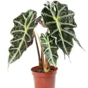 Alocasia Indoors (Alocasia amazonica) - Plant Club | Geoponics